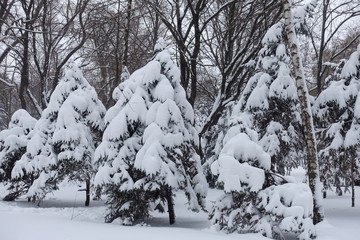 Lots of snow on branches of spruce trees in winter