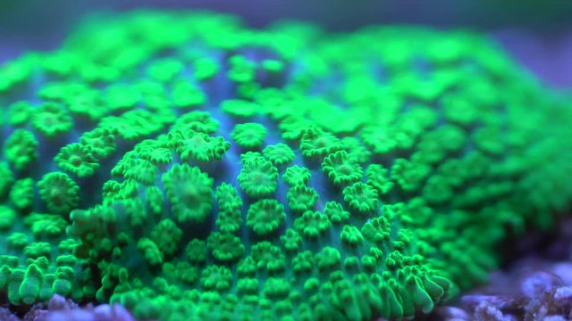 favia brain close up green bullseye mushroom coral
