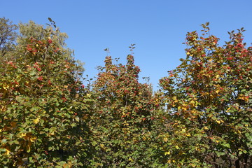 Crowns of three whitebeam trees in October