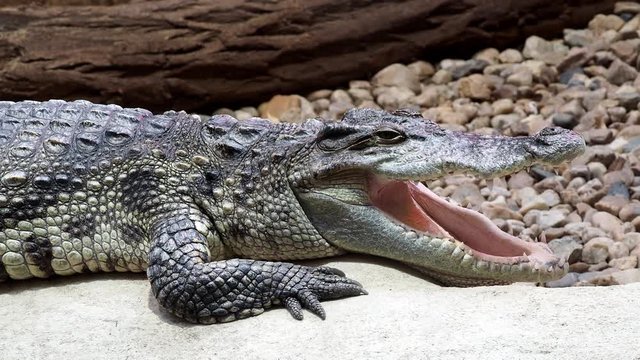 Portrait siamese crocodile head and teeth. Close up of siamese crocodile (Crocodylus siamensis)