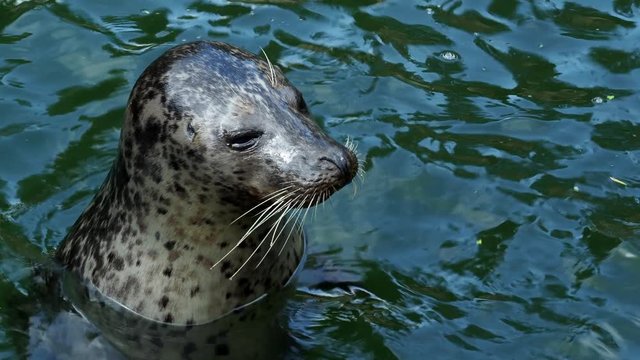 Seal in water (Phoca vitulina) pokes his head out of the water. Harbor seal resting in water