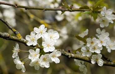 Fleurs de cerisier blanc japonais. Floraison du printemps. 
