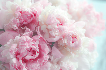 Obrazy na Szkle  Puszyste różowe piwonie kwiaty w tle