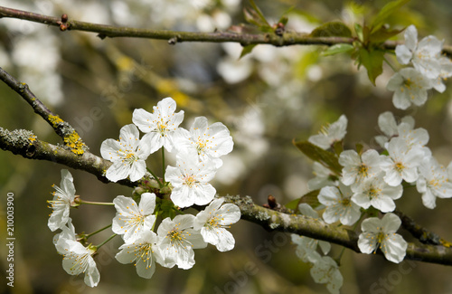 Fleurs De Cerisiers Blancs Japonais Floraison Du Printemps