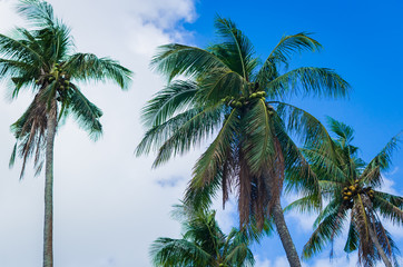 Coconut palm trees