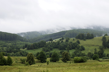 Fototapeta na wymiar Forest in foggy mountains of Romania