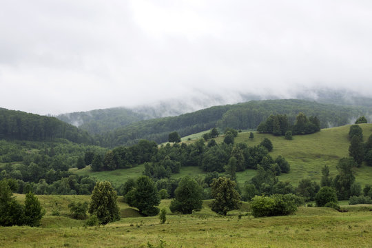 Fototapeta Forest in foggy mountains of Romania