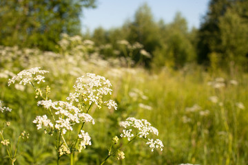 Fototapeta premium Background image of a meadow in the forest in summer