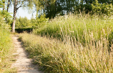 Dirt road in the forest with high grass in summer