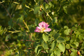 Blooming pink rose flower of rose hips on a branch