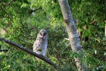 フクロウのヒナ