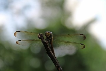 Macro shots, dragonfly Showing of eyes and wings detail,Adult dragonflies are characterized by large, multifaceted eyes.