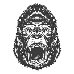 Head of gorilla © DGIM studio