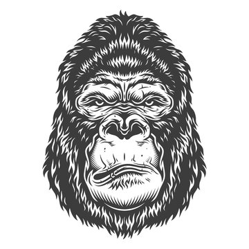 Head of gorilla