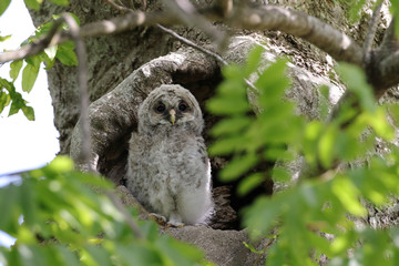 フクロウのヒナ