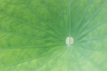 pattern of green lotus leaf
