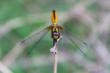 Macro shots, dragonfly Showing of eyes and wings detail,Adult dragonflies are characterized by large, multifaceted eyes.