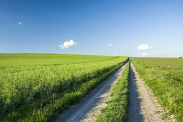 Fototapeta na wymiar Road through green rapeseed field and blue sky