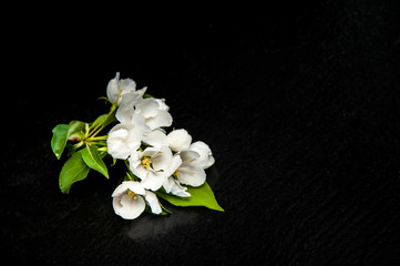 Fototapeta na wymiar spring branch of a blossoming apple-tree lies on a table, in May trees blossom