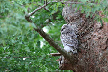 フクロウのヒナ