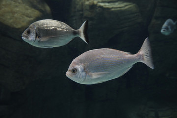 Naklejka premium Goldbrassen (Sparus aurata), Dorade