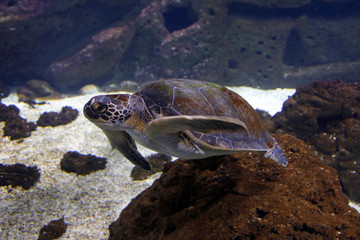 Echte Karettschildkröte (Eretmochelys imbricata)