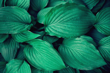 Many large green leaves. Background