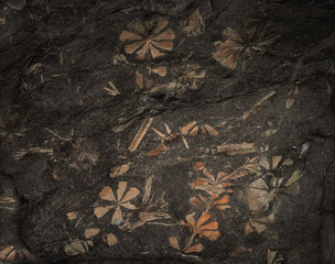 Flowers, stalks and leaves of ancient prehistoric plants have hardened in a piece of coal and have been got through many millions of years when mining stone coal.