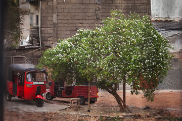 Two red tuk-tuk stand in the city, under the blossoming jasmine tree.