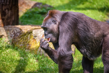 Portrait of a big western lowland gorilla 