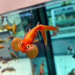 L'aquarium de Paris
