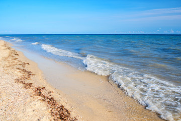 a wild beach and a pigeon sea water on a lovely sunny day