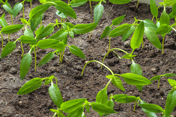 green sprouts in the ground