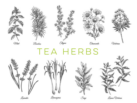 Beautiful vector hand drawn tea herbs Illustrations. 