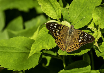 Hackberry Emperor butterfly. 