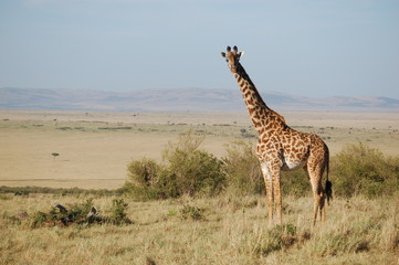 Kenya