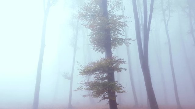 Looking up to tre in spooy old foggy forest during an autumn rainy day