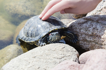 Turtle in the wild. Hand reaching for the turtle.