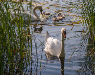 Fototapeta premium Swans on the lake in the thickets of bulrush