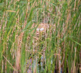 The nest of the Mallard in nature.