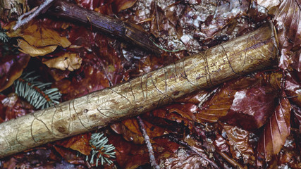 Stick with hollowed cuts through woodworms. A beautiful natural pattern in wood.