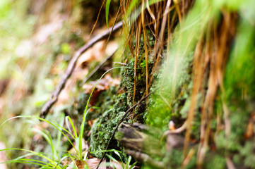 Green leaves hanging from a tree in the forest, large blur background. The photo can be used as a background.