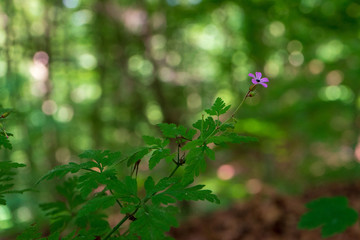 Blümchen im Wald