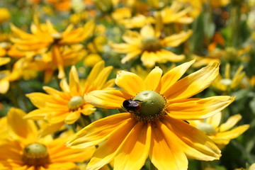 Eine Biene in der Blume