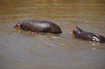 Fototapeta premium Kenya
