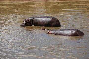 Fototapeta premium Kenya