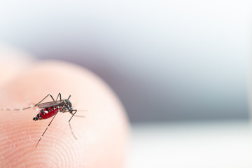 Aedes aegypti Mosquito. Close up a Mosquito sucking human blood,