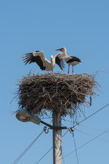 Fototapeta premium White Storks in the nest on electric pole