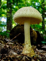 A Cokers Amanita mushroom standing tall in the forest at Yates Mill County Park in Raleigh North Carolina