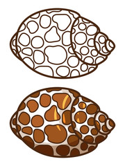 Kids coloring page with sea shell